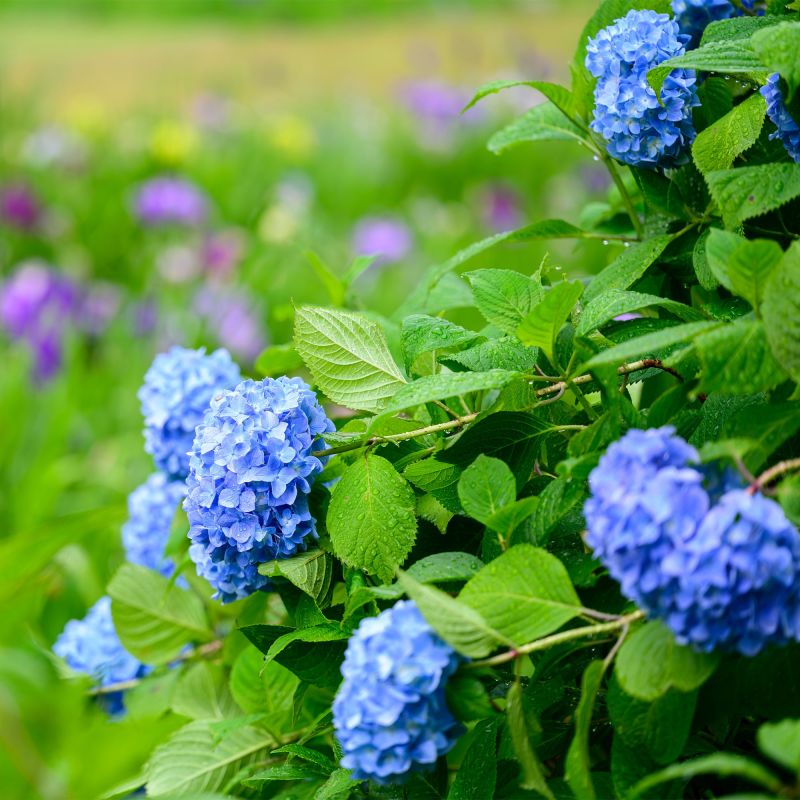 Hydrangea Macrophylla Nikko Blue Hero