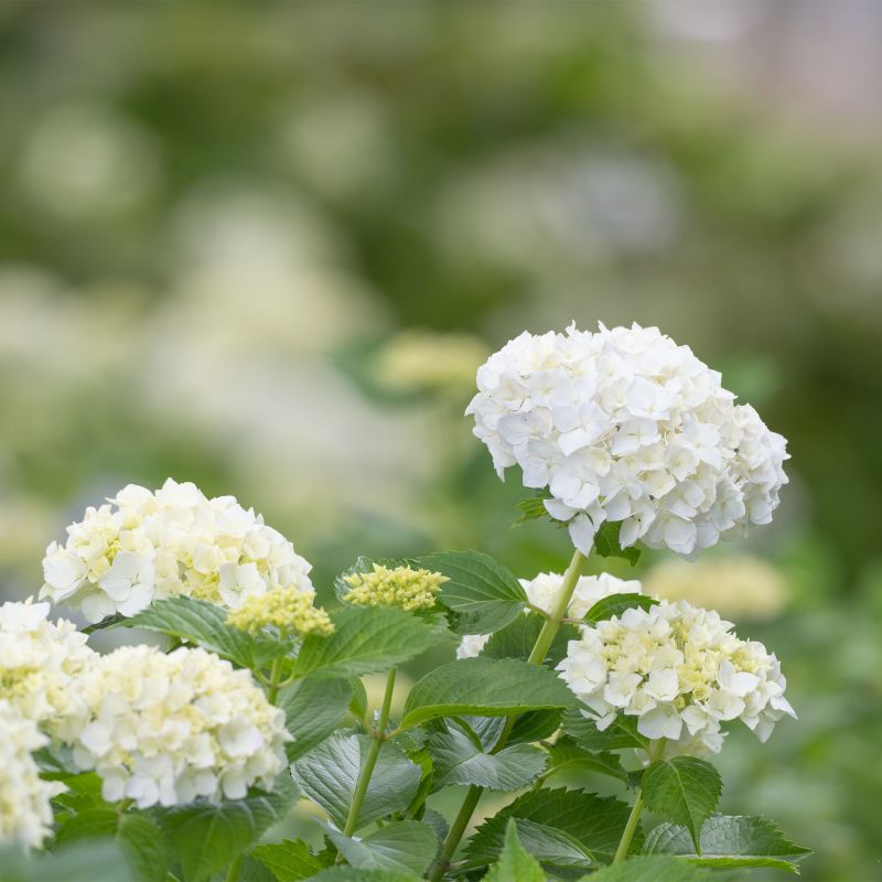 Hydrangea Macrophylla Soeur Therese Shrub Hero