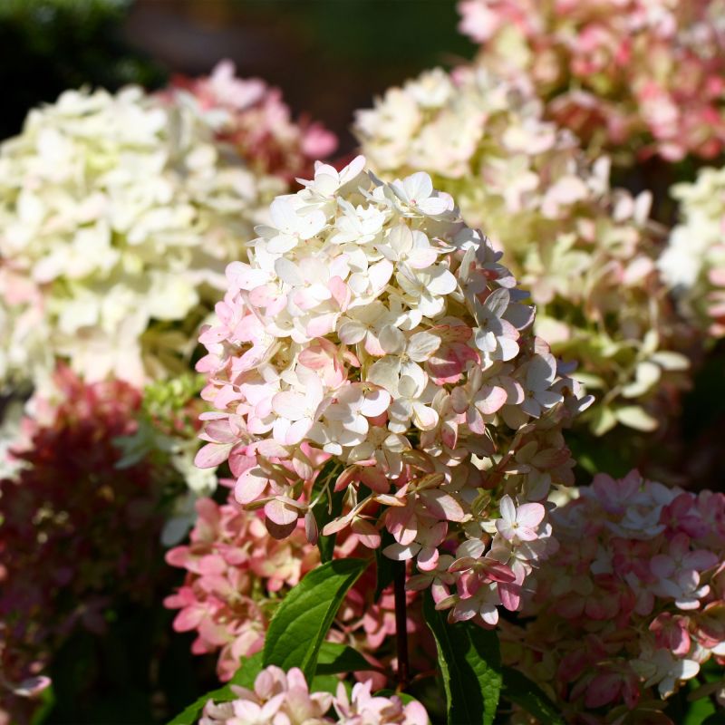 Hydrangea Paniculata Graffiti Shrub Hero