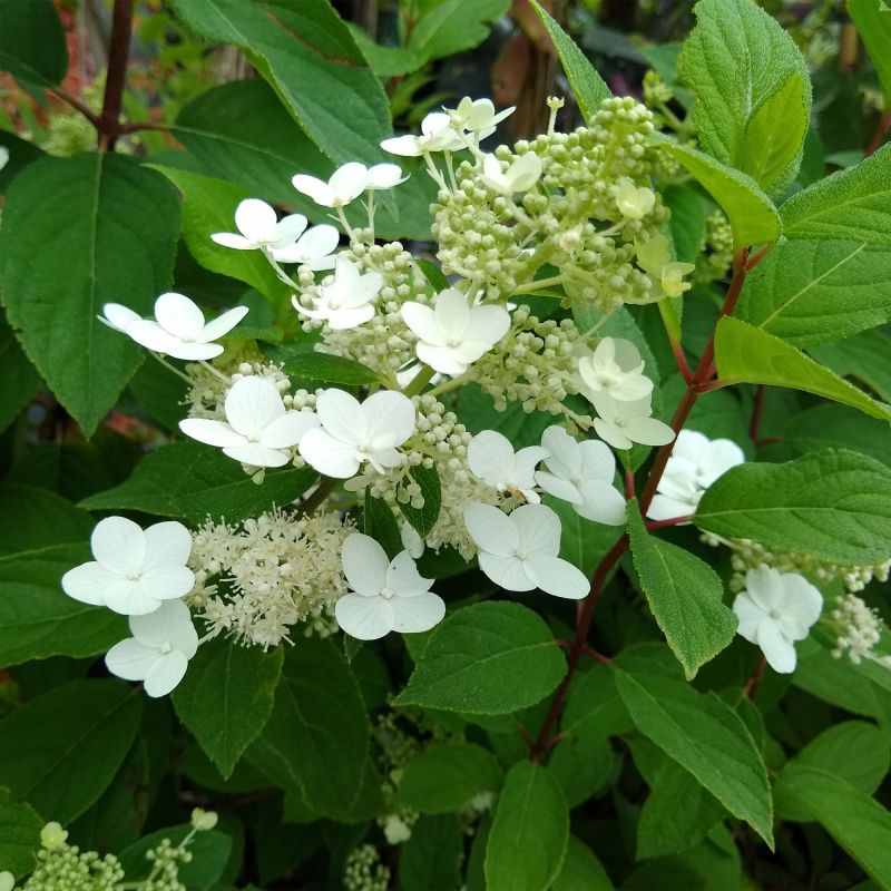 Hydrangea Paniculata Kyushu Shrub Hero