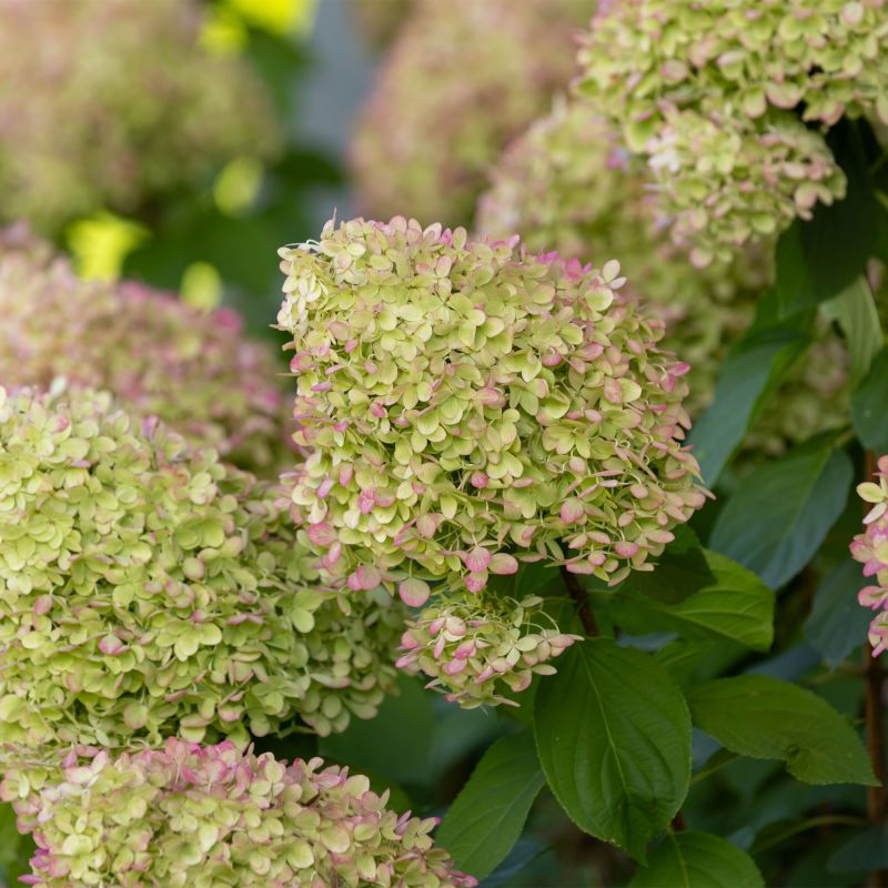 Hydrangea Paniculata Limelight Shrub Group