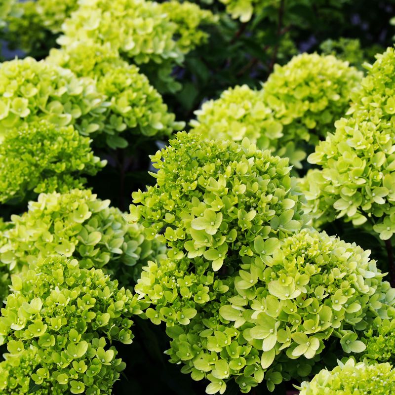 Hydrangea Paniculata Pastel Green Shrub Group