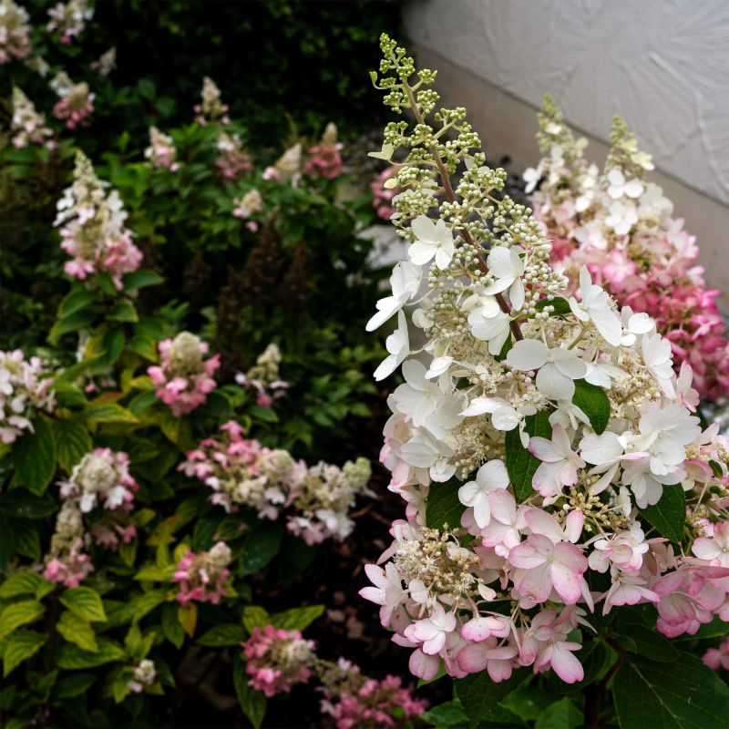 Hydrangea Paniculata Pinky Winky Shrub Close