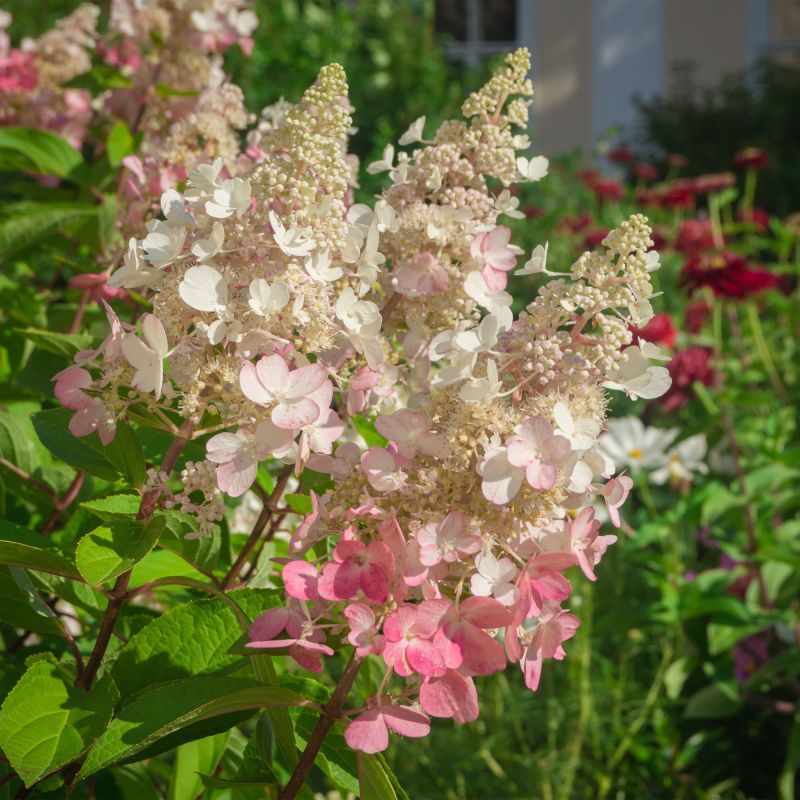 Hydrangea Paniculata Pinky Winky Shrub Hero