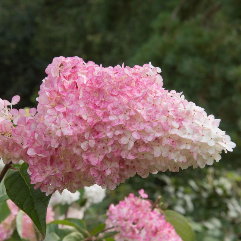 Hydrangea Paniculata Vanilla Fraise Close Single