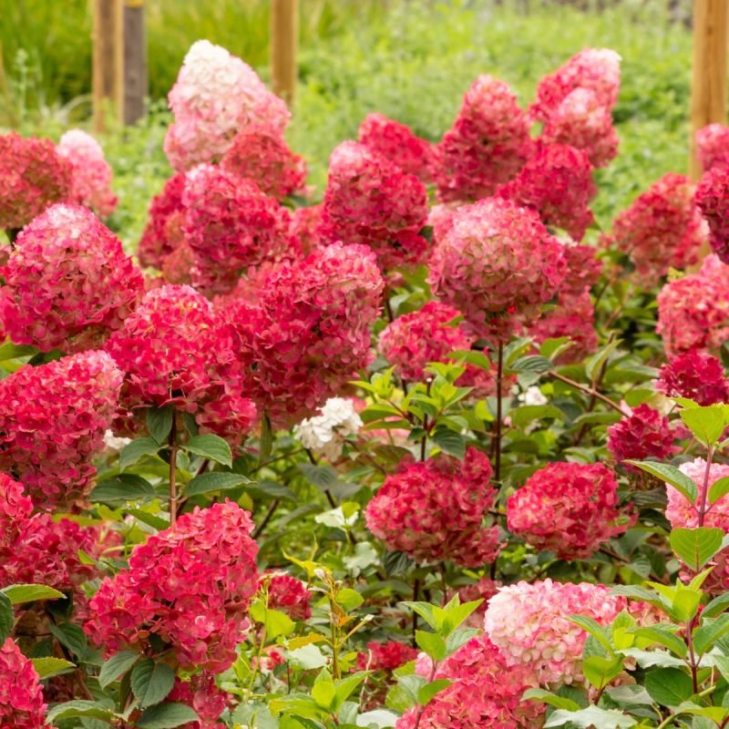 Hydrangea paniculata 'Redlight'® 2L
