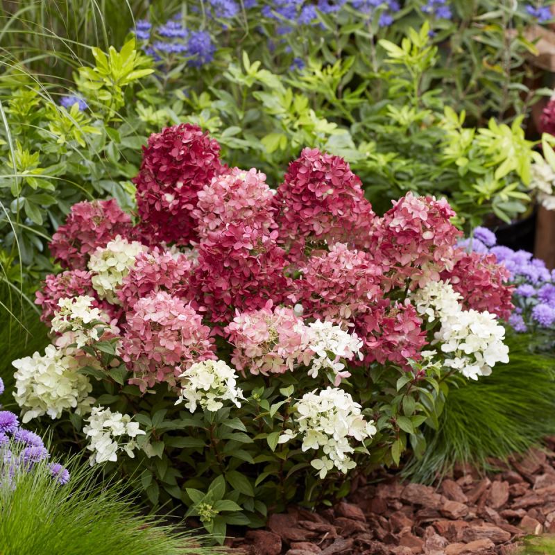 Hydrangea paniculata ‘Groundbreaker’ Ruby - 1.3L Pot