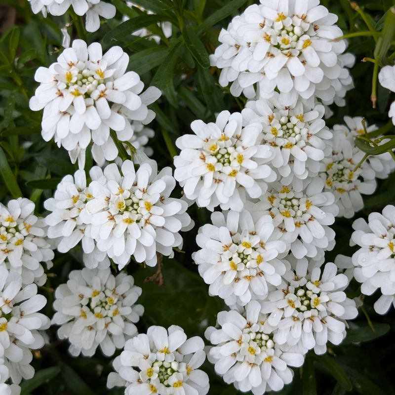 Iberis Nevina Perennial Hero