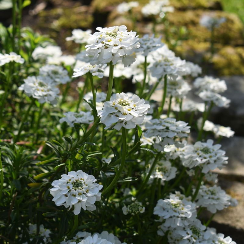 Iberis Snowflake Perennial Hero