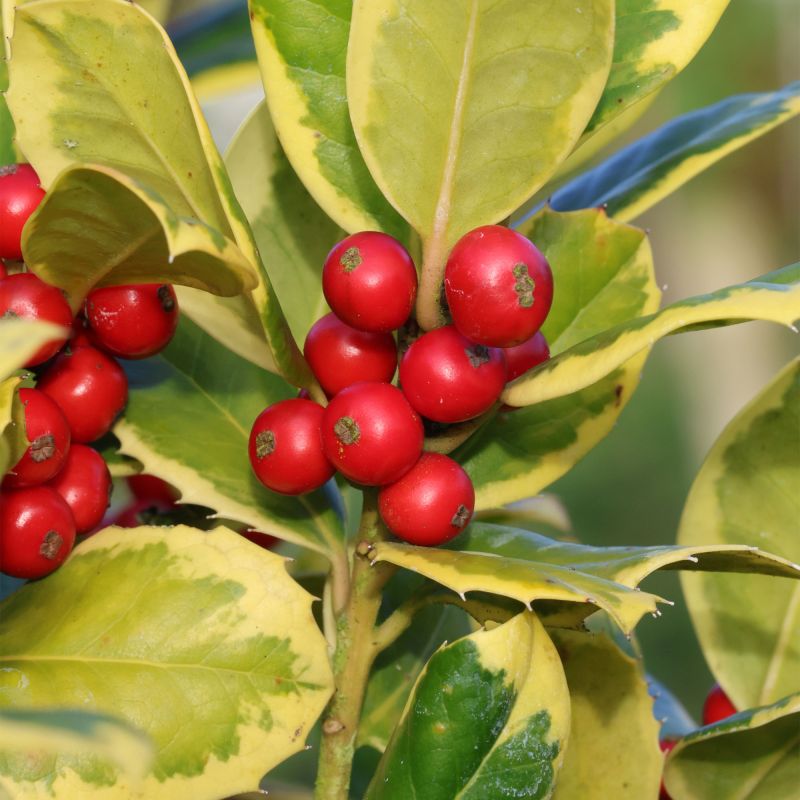 Ilex Altaclerensis Golden King Shrub Hero