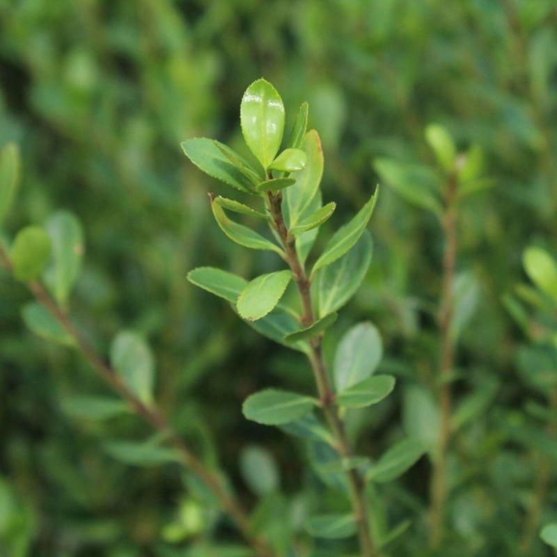 Ilex Crenata - Japanese holly Topiary Ball - 2L Pot Close