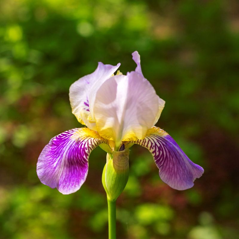 Iris G Alcazar Perennial Hero