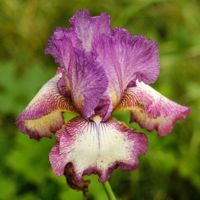 Iris Germanica Autumn Encore Perennial Hero