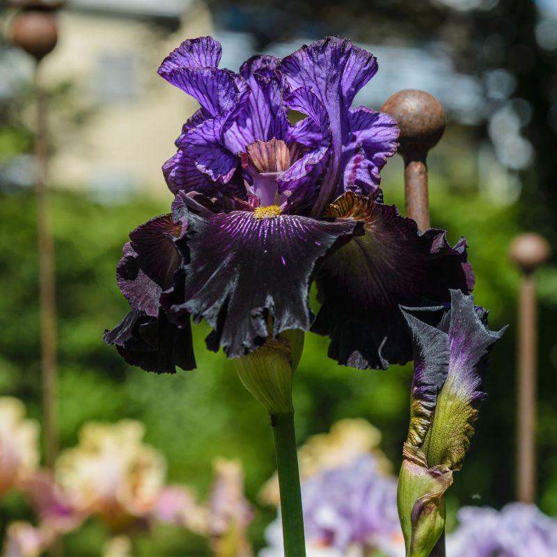 Iris Germanica Black Knight Perennial Hero