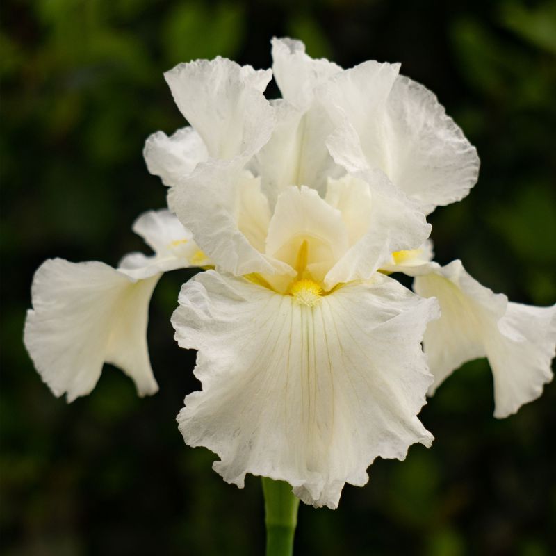 Iris Germanica Immortality Perennial Hero