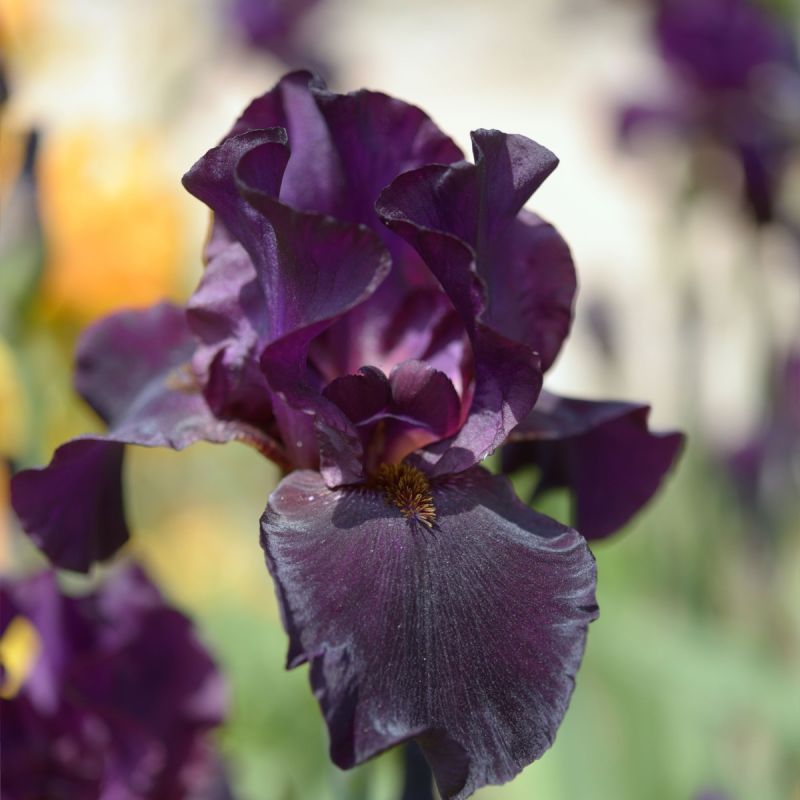 Iris germanica 'Night Owl' hero
