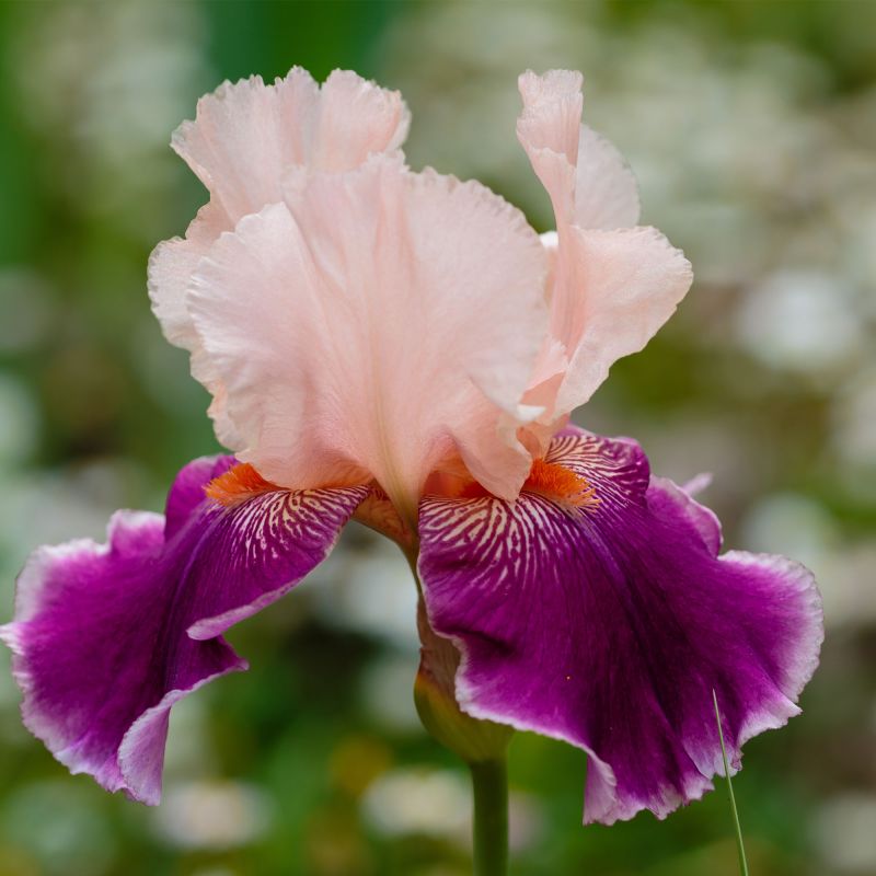 Iris Germanica Rose Perennial Close