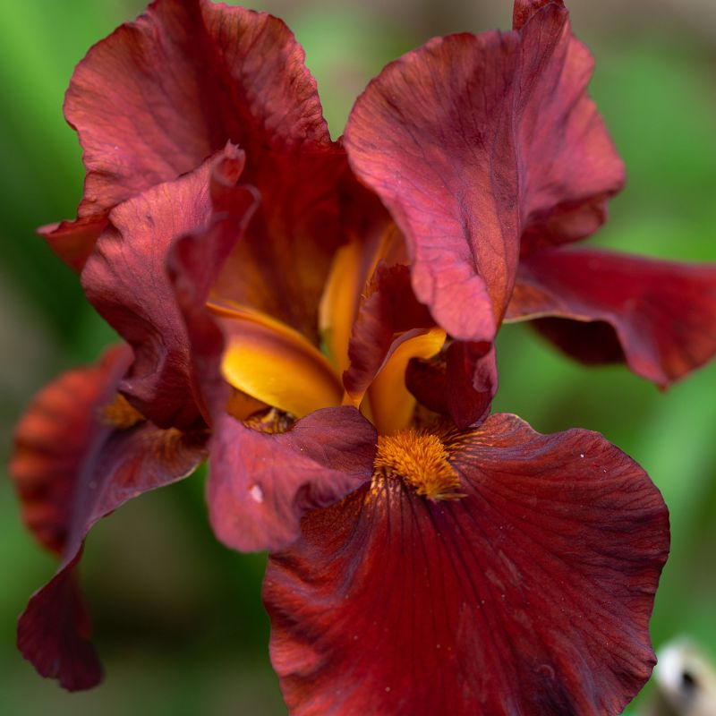 Iris Louisiana Ann Chowning Perennial Hero