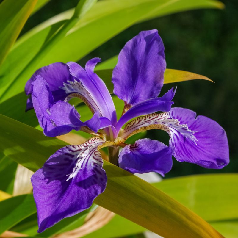 Iris Sibirica Tropic Night Perennial Hero