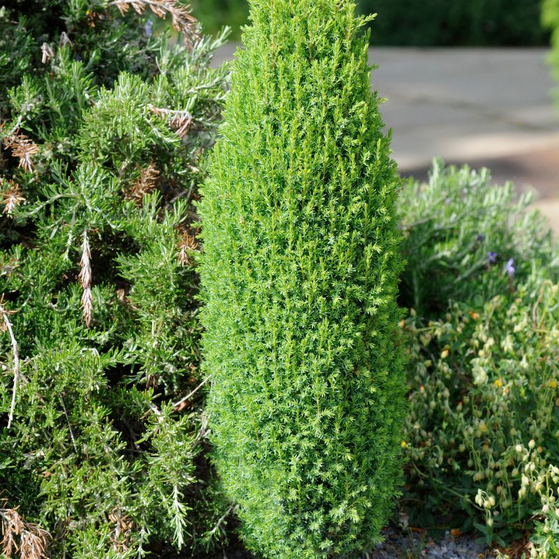 Juniperus Communis Compressa Alpine Hero