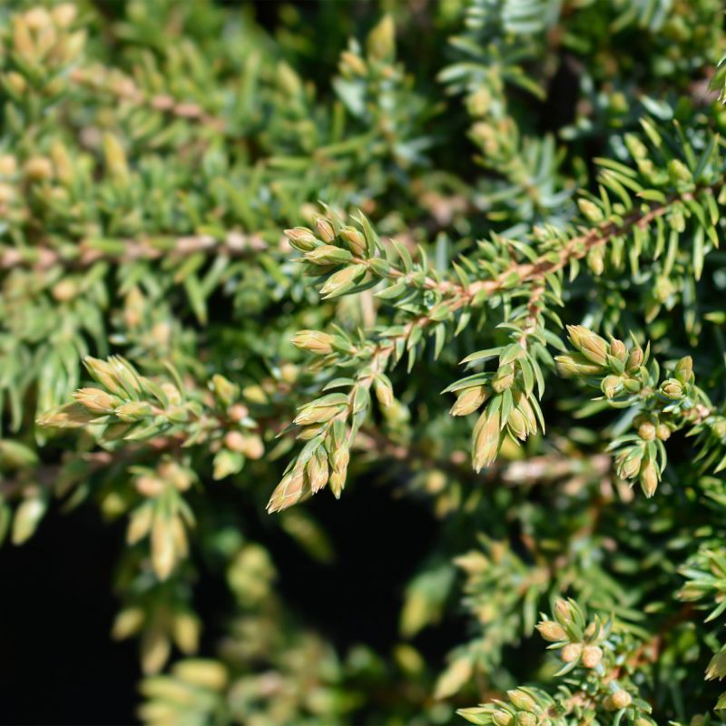 Juniperus Communis Green Carpet Alpine Hero