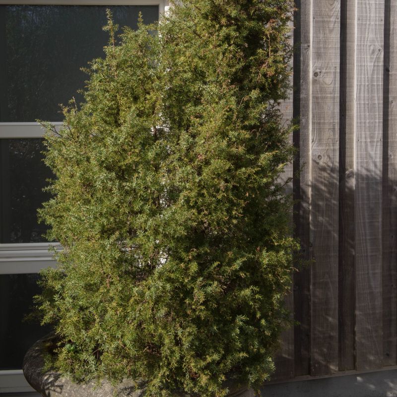 Juniperus Communis Hibernica Alpine Hero