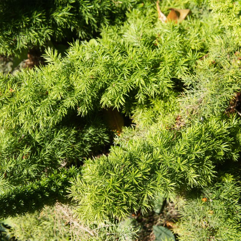 Juniperus Conferta Schlager Alpine Hero