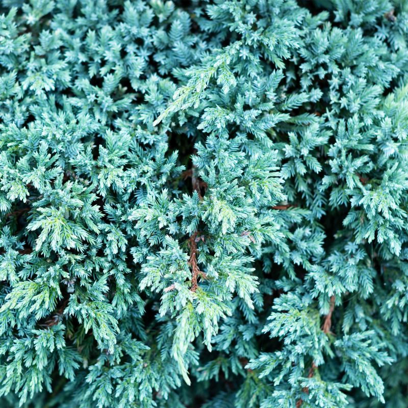 Juniperus Squamata Blue Carpet Alpine Hero
