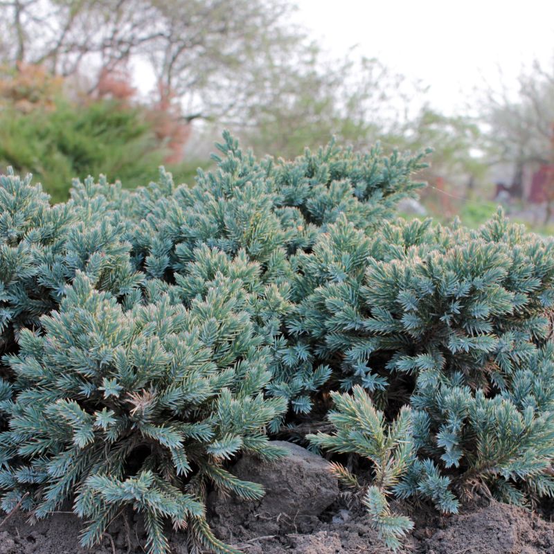 Juniperus Squamata Blue Star Alpine Hero