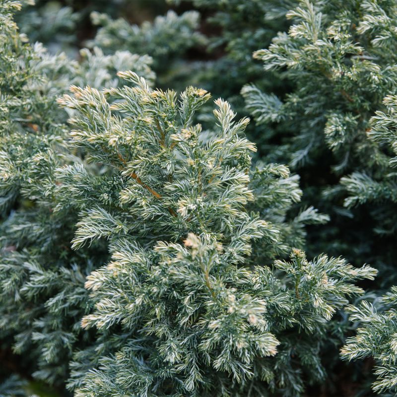 Juniperus Squamata Blue Swede Alpine Hero