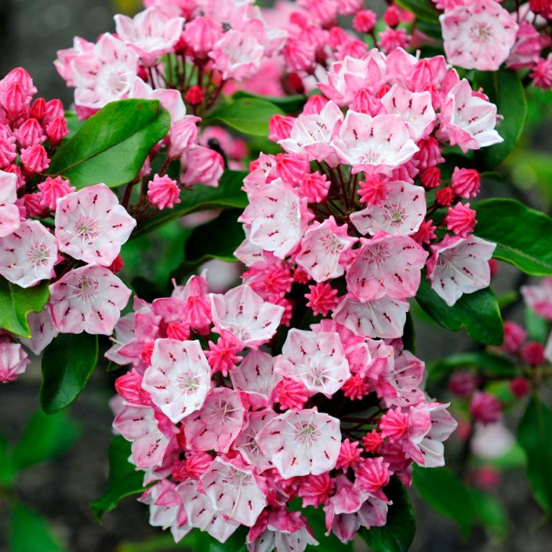 Kalmia latifolia 'Little Linda' 3L Hero