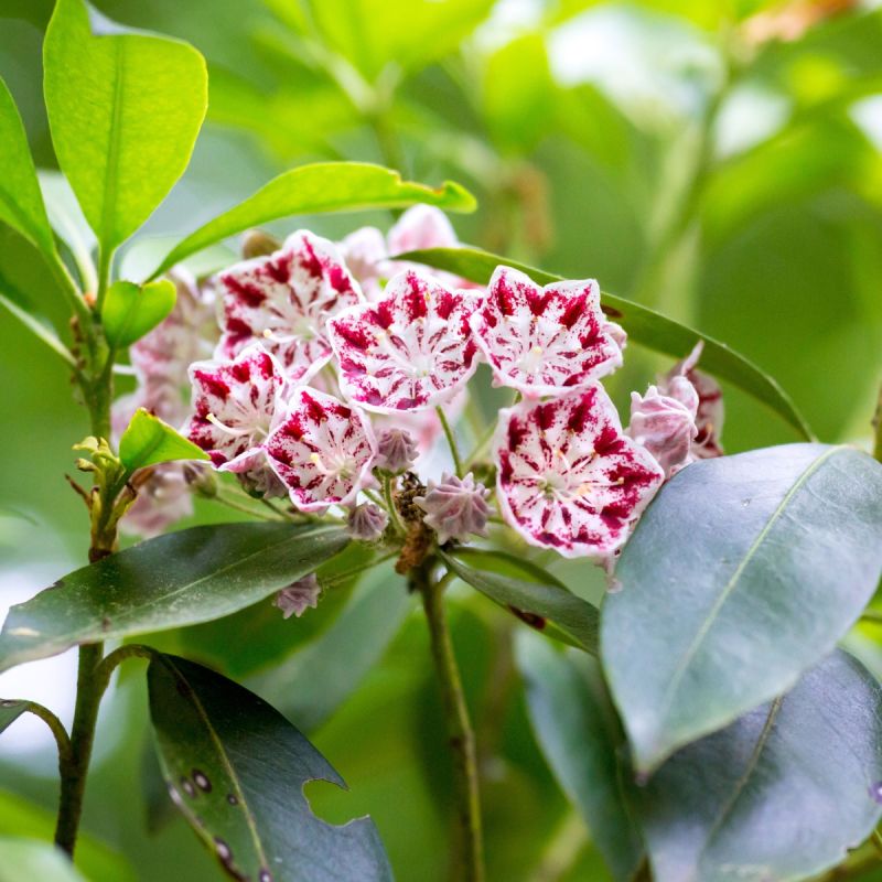 Kalmia latifolia 'Minuet' 3L shrub hero