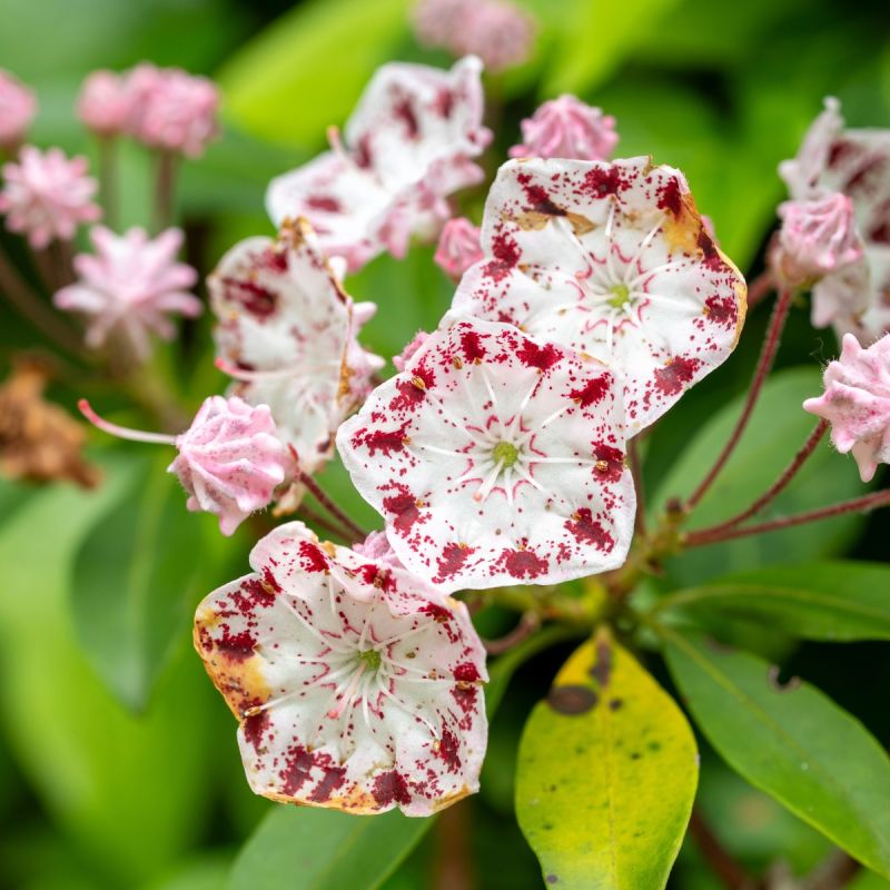 Kalmia latifolia 'Nani' 3L Hero