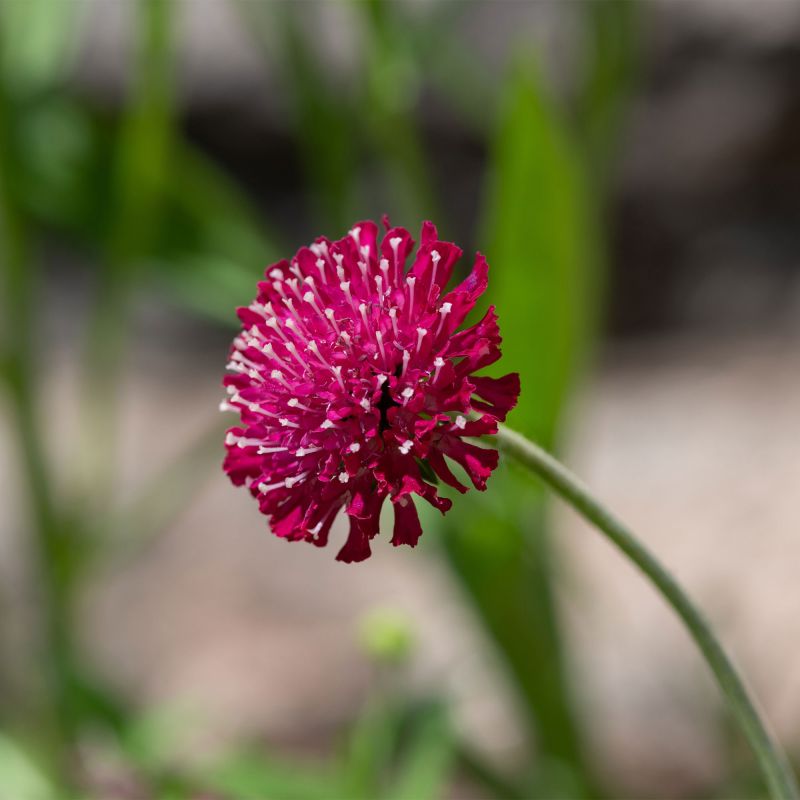 Knautia Macedonica Mars Midget Perennial Hero