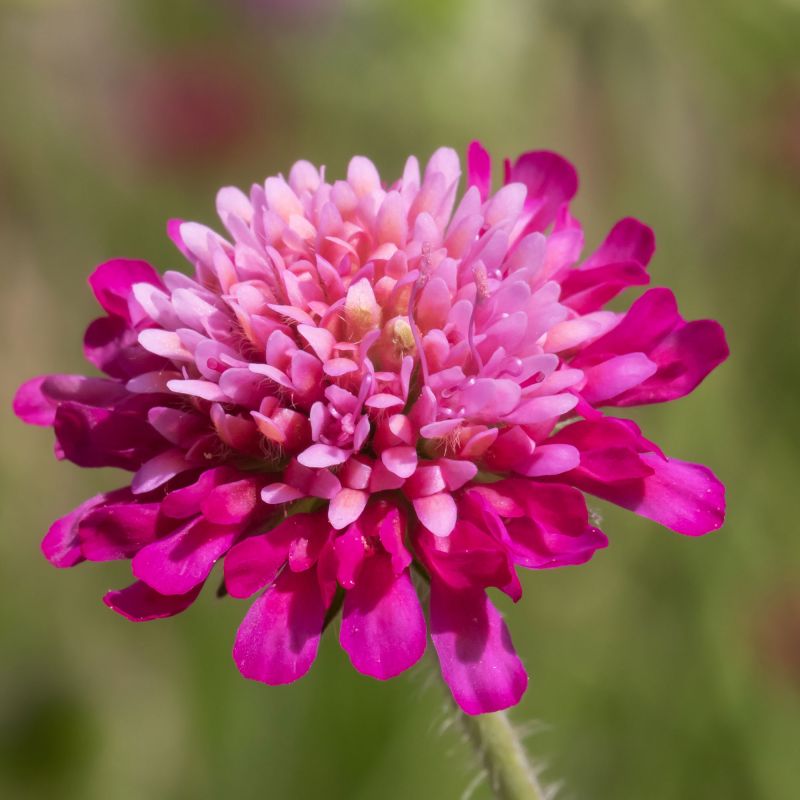 Knautia Macedonica Melton Pastels Perennial Hero