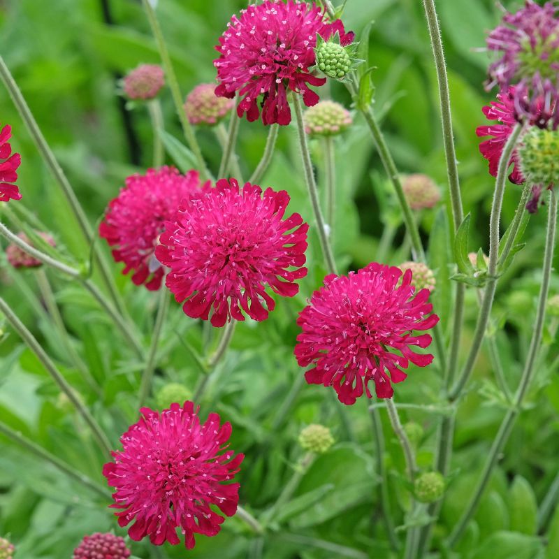 Knautia Macedonica Perennial Hero