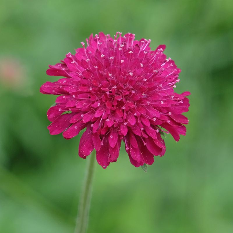 Knautia Macedonica Red Knight Perennial Hero