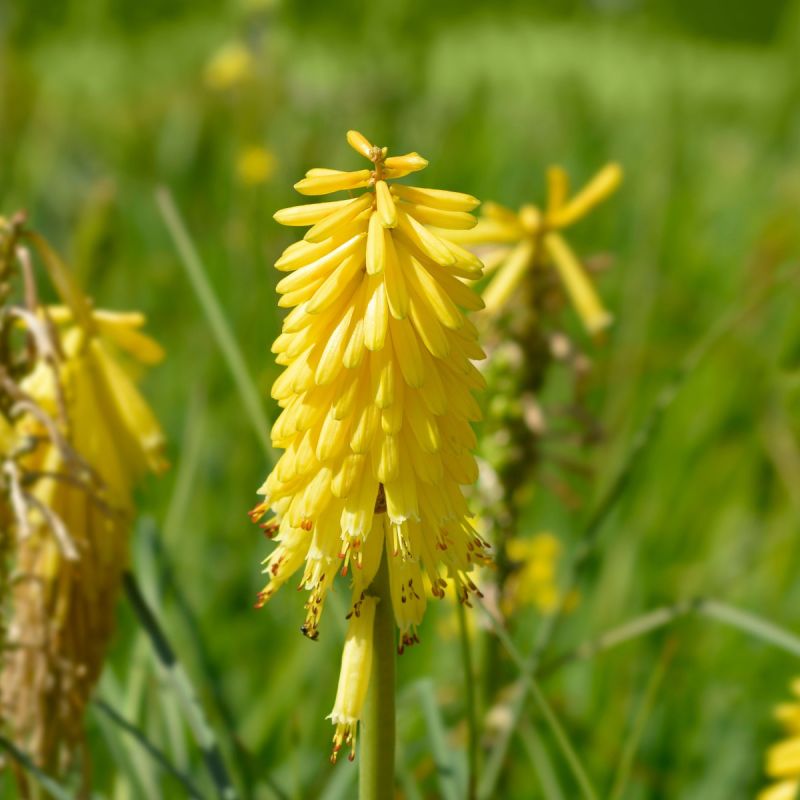 Kniphofia Poco Yellow Perennial Hero