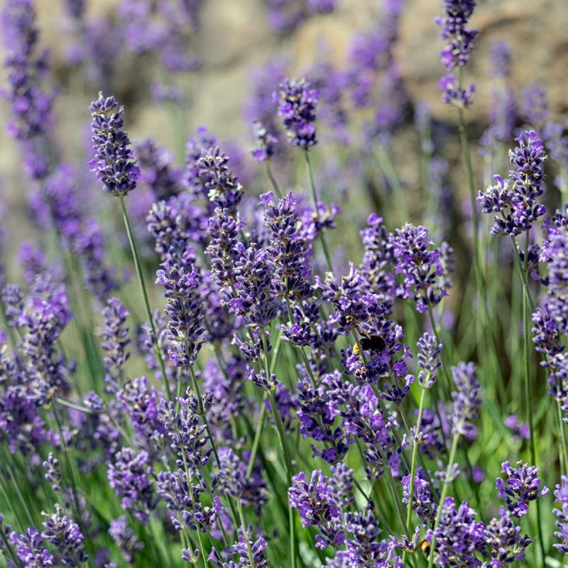 lavandula-ang-munstead-shrub-hero
