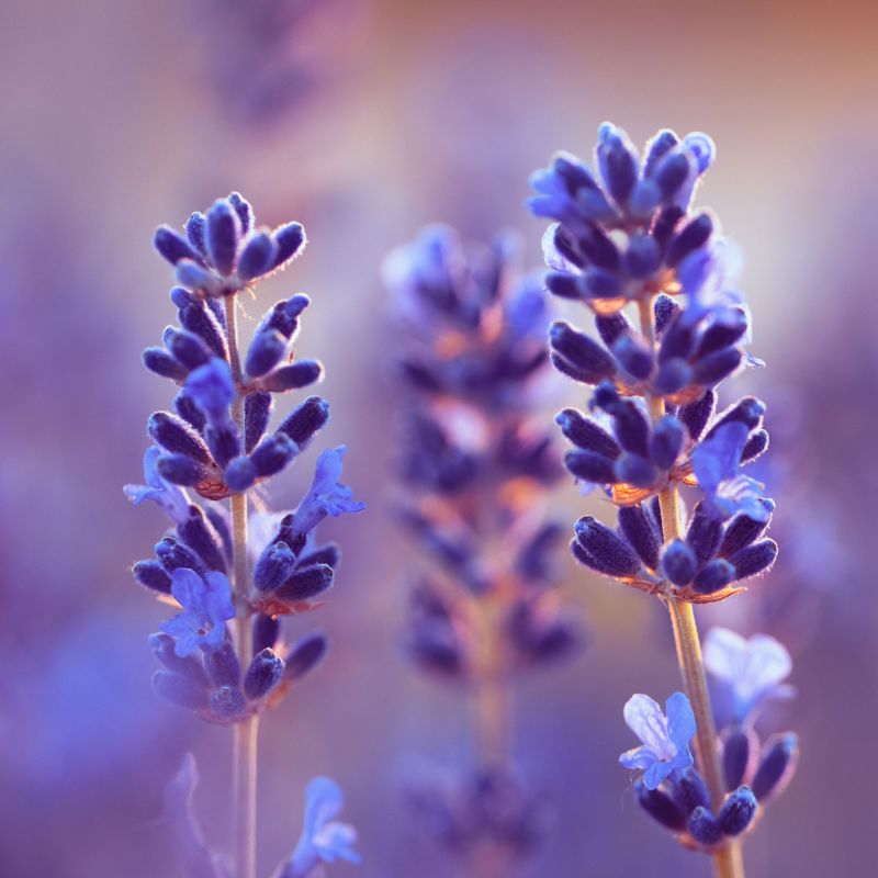 Lavandula Angustifolia Dwarf Blue Lavender Evergreen Shrub