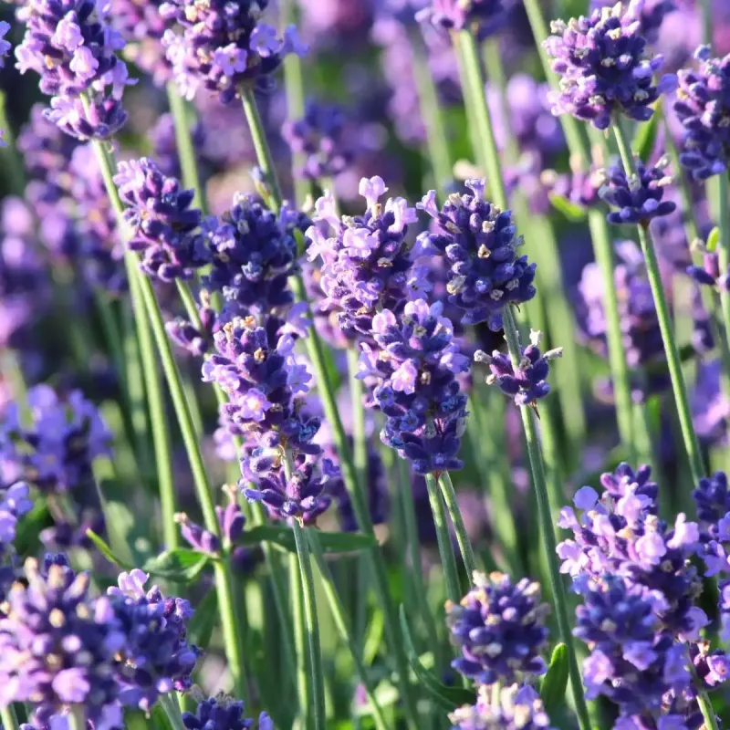 Lavandula angustifolia Thumbelina Leigh