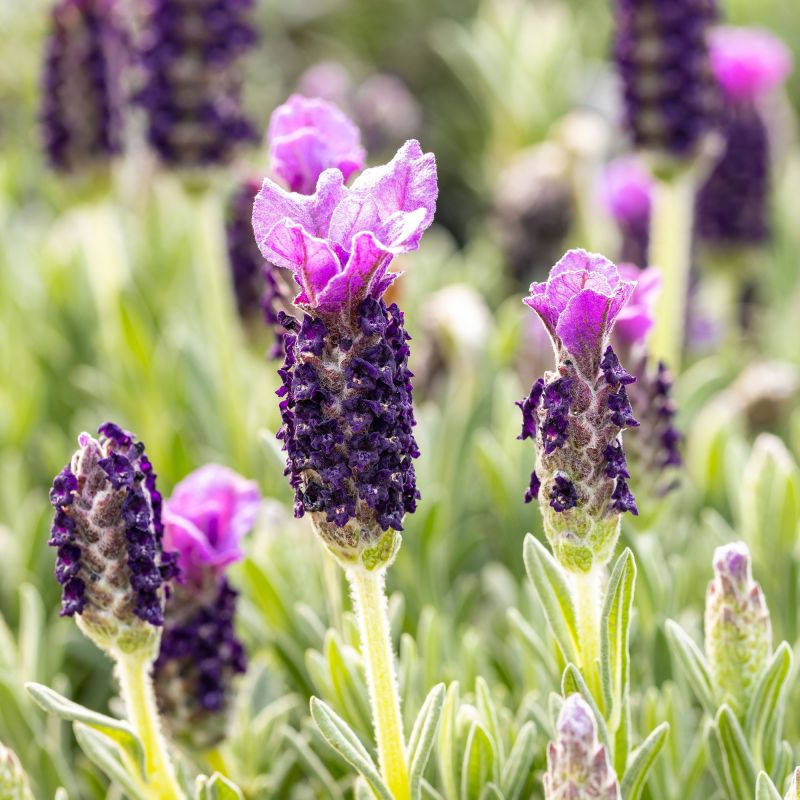 Lavandula Stoechas Anouk Collection Shrub Hero