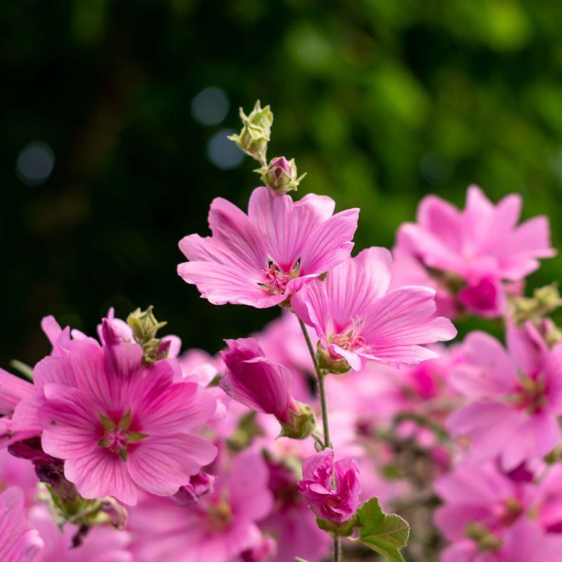 . Lavatera Rosea Perennial Angle