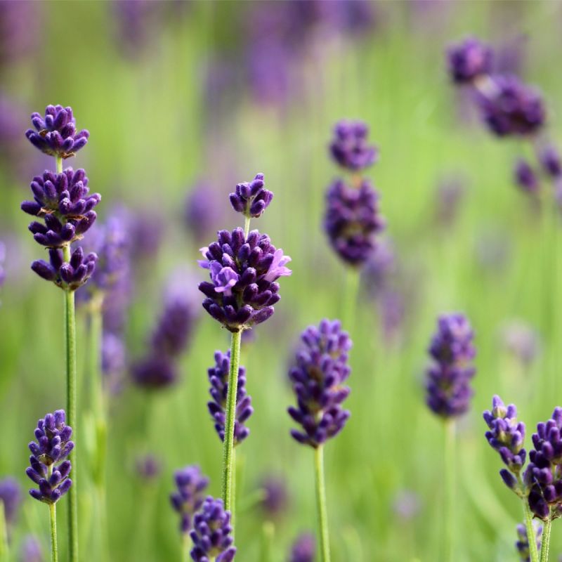 lavandula-angustifolia-shrub-hero