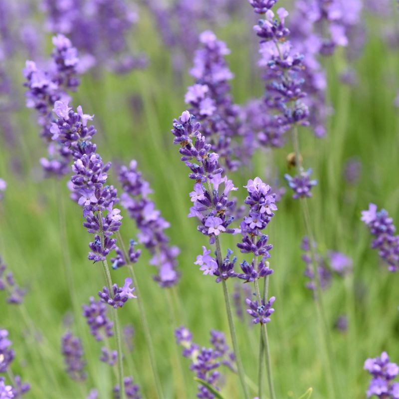 Lavandula angustifolia - P9 Pot hero