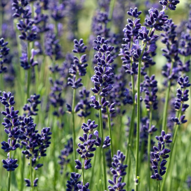 lavendula-hidcote-shrub-hero