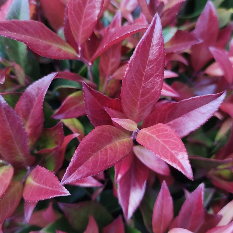 Leucothoe 'Scarletta' - 3L Pot Hero
