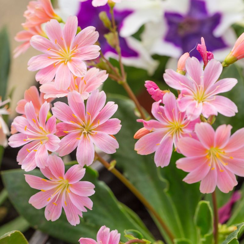 Lewisia Elise Perennial Hero