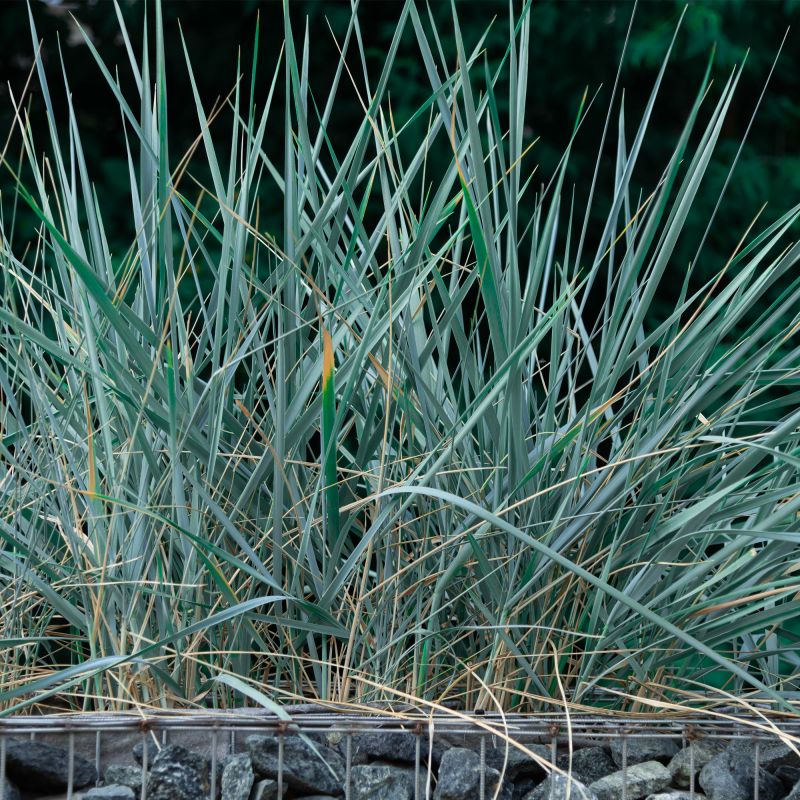 Leymus Arenarius Blue Dune Perennial Hero