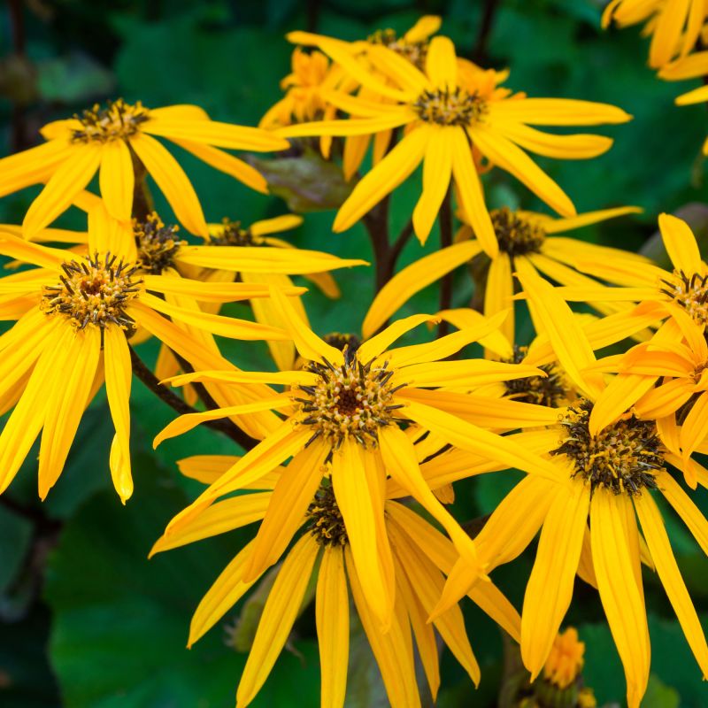 Ligularia Dentata Othello Perennial Hero